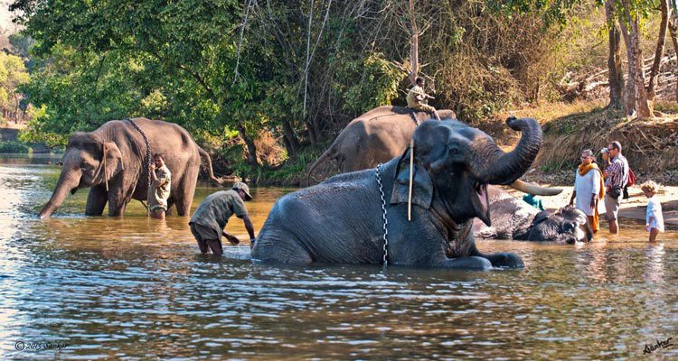 places-to-visit-coorg-tour-local-sightseeing-tour-package-dubare-elephant-camp-coorg