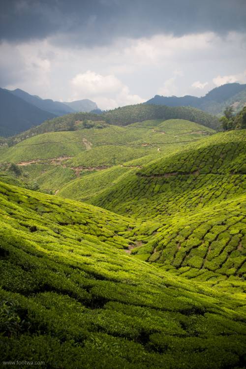 Munnar-tea-plantation-landscape (1)