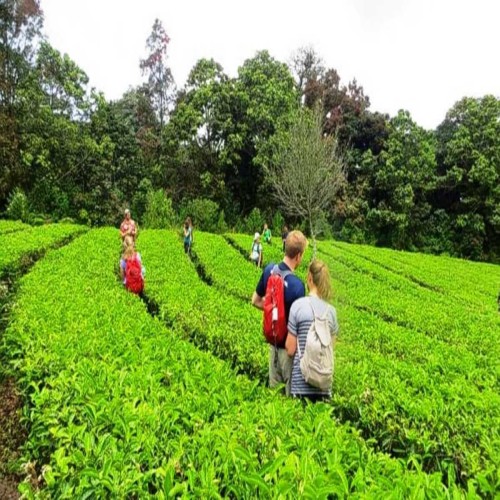 Spice-Plantations-in-Kerala (1)